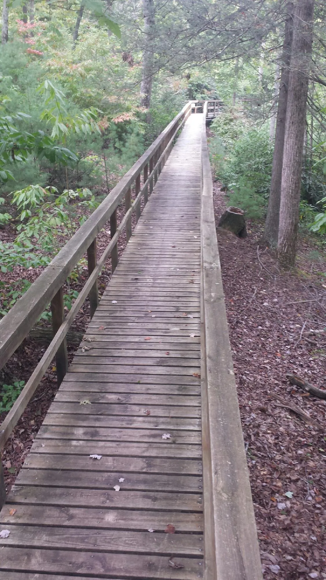 Long wood walkway with handrails built through the woods in Martin
